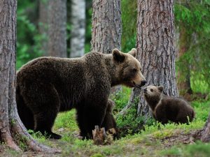 beruang dan anaknya